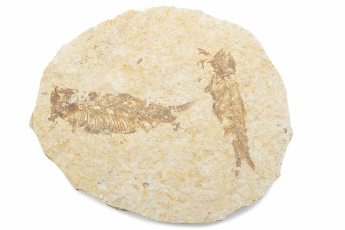 Fossil Fish (Knightia) Mortality Plate - Wyoming #375390